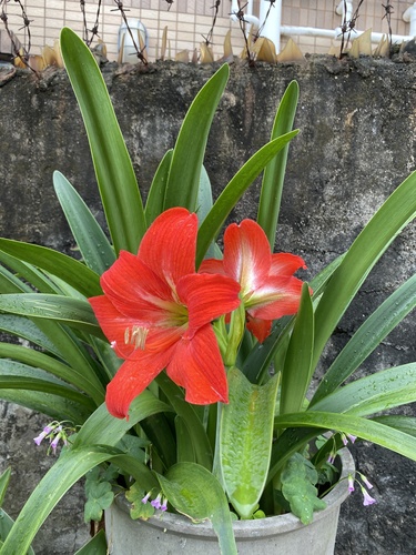 Foto de Açucena