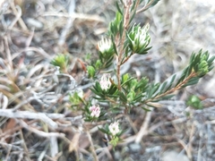 Darwinia leptantha
