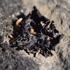 Umbilicaria polyphylla