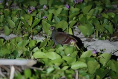 Eulipoa wallacei