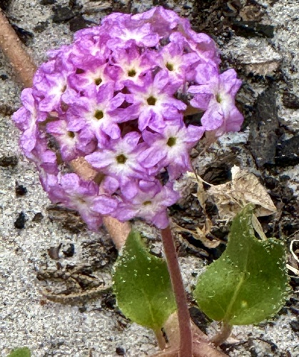 Pink × Yellow Sand Verbena Hybrid (Abronia umbellata)