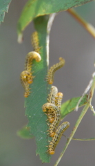 Pristiphora geniculata