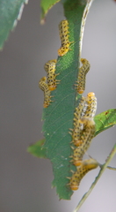 Pristiphora geniculata