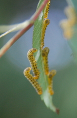 Pristiphora geniculata