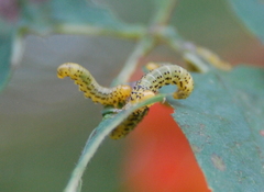 Pristiphora geniculata