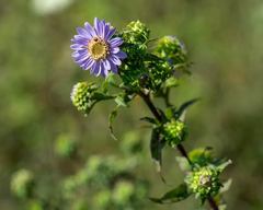 Symphyotrichum retroflexum