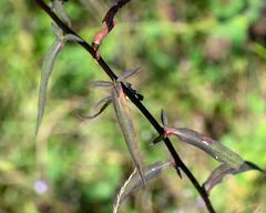 Symphyotrichum retroflexum