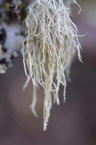 Farinose Cartilage Lichen