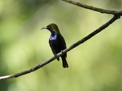 Cinnyris jugularis clementiae