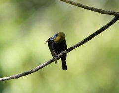 Cinnyris jugularis clementiae
