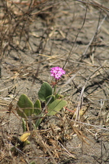 Abronia umbellata breviflora