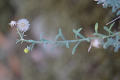 Erigeron petrophilus
