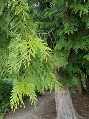 Thuja plicata