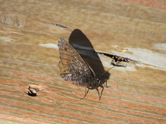 Oeneis jutta alaskensis