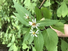 Eurybia furcata