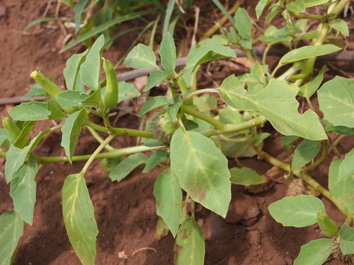 Image of Datura leichhardtii by (c) Hugo Innes, some rights reserved (CC BY)