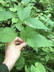 Eurybia furcata