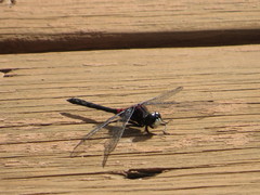 Leucorrhinia glacialis