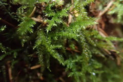 Pseudisothecium cristatum