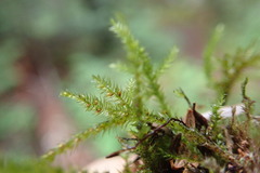 Pseudisothecium cristatum