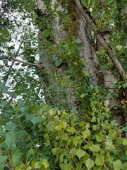 Populus