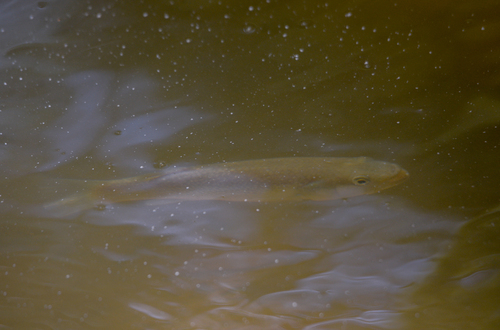Giant killifish (Fundulus grandissimus) — Fundulidae — 3