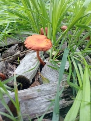 Leratiomyces ceres · April 2025 · photo: © heathhammond (iNaturalist, cc-by)