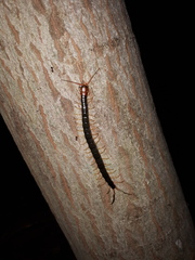 Scolopendra mutilans