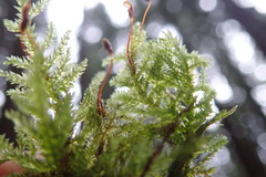 Pseudisothecium cristatum