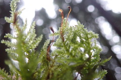 Pseudisothecium cristatum