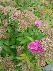 Spiraea japonica