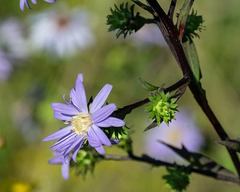 Symphyotrichum retroflexum