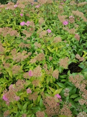 Spiraea japonica