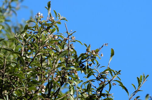 Image of Hoheria angustifolia by (c) William Harland, some rights reserved (CC BY)