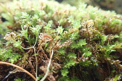 Mnium lycopodioides
