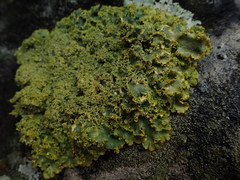 Podostictina pickeringii