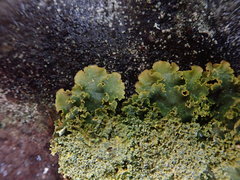 Podostictina pickeringii