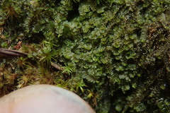 Jungermannia atrovirens