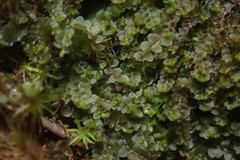 Jungermannia atrovirens