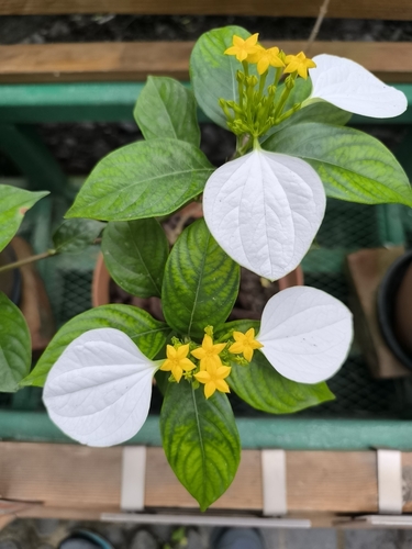 Foto de Mussaenda-branca