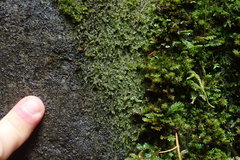 Jungermannia atrovirens