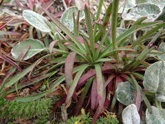 Armeria maritima californica