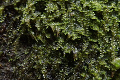 Jungermannia atrovirens