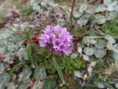 Armeria maritima californica