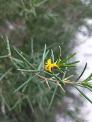 Persoonia mollis
