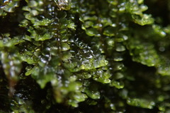 Jungermannia atrovirens
