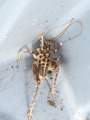 Ceuthophilus maculatus