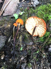 Marasmius spegazzinii