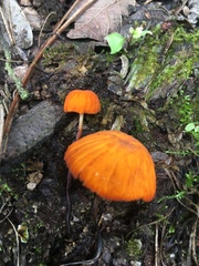 Marasmius spegazzinii