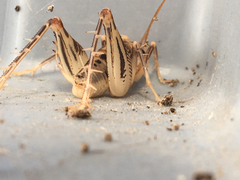 Ceuthophilus maculatus